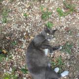 Foto del gato perdido en Pompertuzat