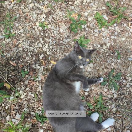 Foto 1/1 Dji Dji Chat perdido en Pompertuzat