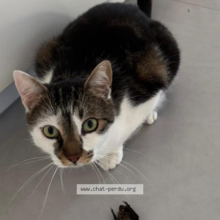 Foto 1/1 Choco Chat perdido en St georges de reneins