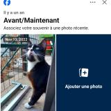 Foto del gato perdido en Blace