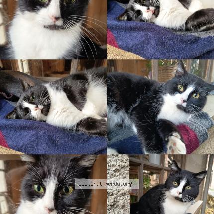 Foto 1/1 Mou Chat perdido en Velleminfroy