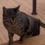 Foto de gato encontrado en Deer Park