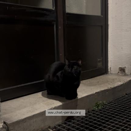 Foto 1/1 Gato encontrado Encontrado en Paris