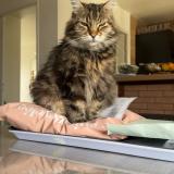 Foto del gato perdido en Criquiers