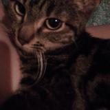 Foto del gato perdido en Raphele Les Arles