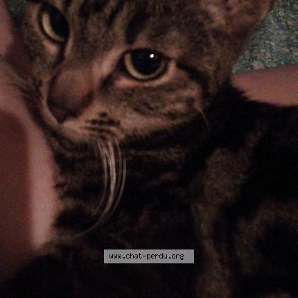 Foto 1/1 Luxio Chat perdido en Raphele les arles