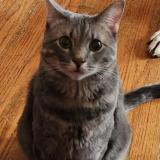 Foto del gato perdido en Park Hills