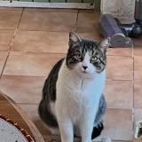 Foto de gato encontrado en Lunel Viel
