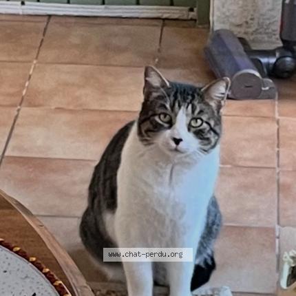 Foto 1/1 Gato encontrado Encontrado en Lunel viel
