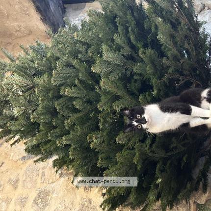 Foto 1/1 Scampi Chat perdido en Ansouis