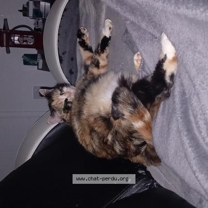 Foto 1/1 Lilas Chat perdido en Saint sulpice la pointe