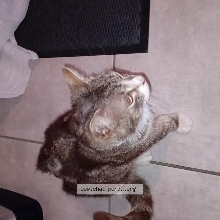 Foto 1/1 Xena Chat perdido en Saint sulpice la pointe