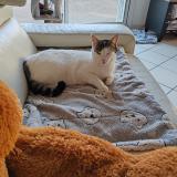 Foto del gato perdido en Besayes