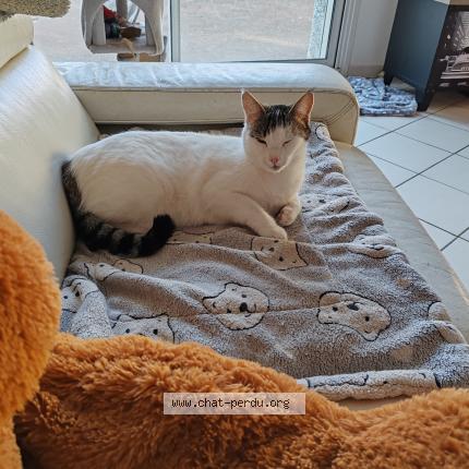 Foto 1/1 Gato encontrado Perdido en Besayes