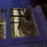 Foto de gato encontrado en Vanves