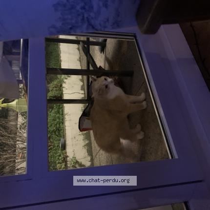 Foto 1/1 Gato encontrado Encontrado en Vanves