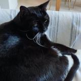 Foto del gato perdido en Nantes