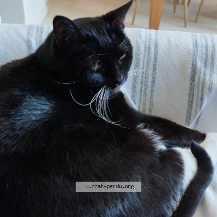 Foto 1/1 Jazz Chat perdido en Nantes