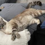 Foto del gato perdido en Duras