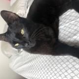 Foto del gato perdido en Antibes