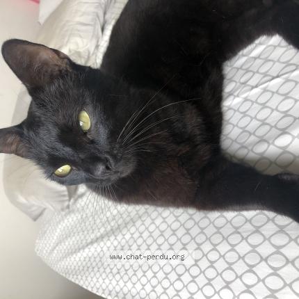 Foto 1/1 Trio Chat perdido en Antibes