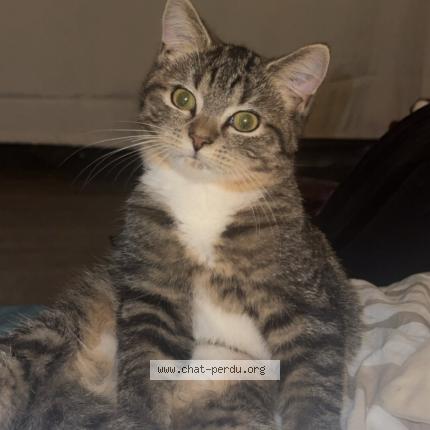 Foto 2/2 Maycco Chat perdido en Longvic