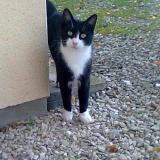 Foto del gato perdido en Rosieres Pres Troyes