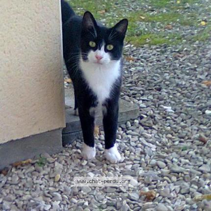 Foto 1/1 FIGARO Chat perdido en Rosieres pres troyes