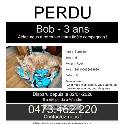 Foto 1/1 Bob Chat perdido en Wandre