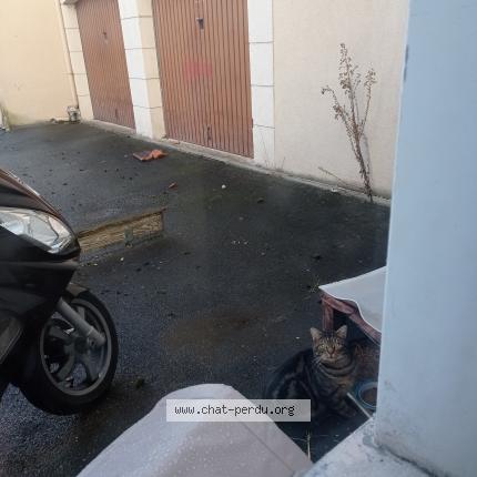 Foto 1/2 Gato encontrado Encontrado en Limeil brevannes