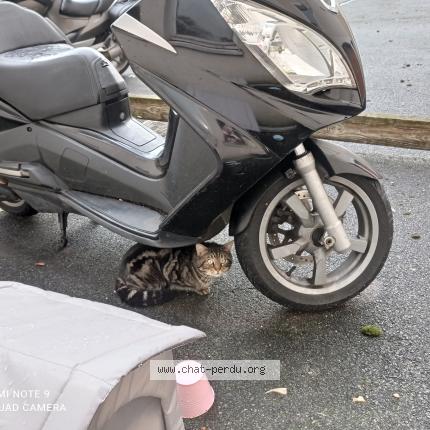 Foto 2/2 Gato encontrado Encontrado en Limeil brevannes