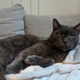 Foto del gato perdido en Blaye