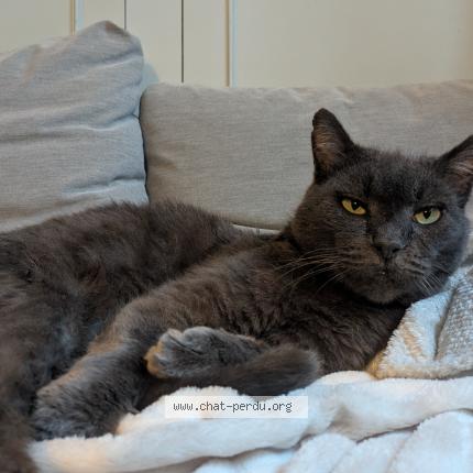 Foto 1/1 Scoubidou Chat perdido en Blaye