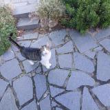 Foto de gato encontrado en Saint Malo