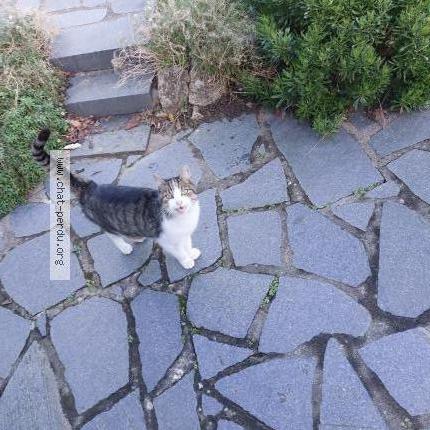 Foto 1/1 Gato encontrado Encontrado en Saint malo