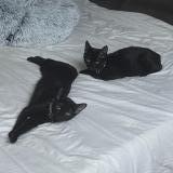 Foto del gato perdido en Venissieux