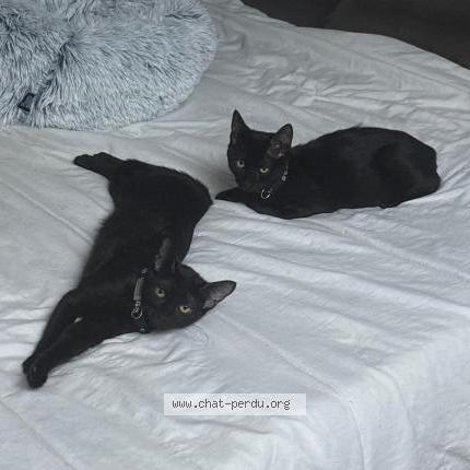 Foto 1/1 Athéna Chat perdido en Venissieux