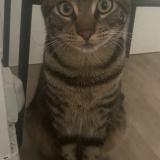 Foto del gato perdido en Ales