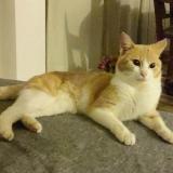 Foto del gato perdido en Bellevue Chantenay