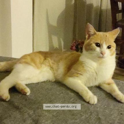 Foto 1/1 Rio Chat perdido en Bellevue chantenay