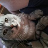 Foto del gato perdido en Charsonville