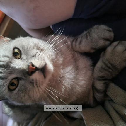 Foto 1/1 Vota ou mon bébé Chat perdido en Charsonville
