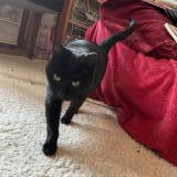 Foto de gato encontrado en Watermael