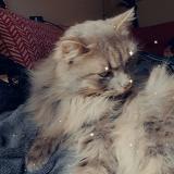 Foto del gato perdido en Brens