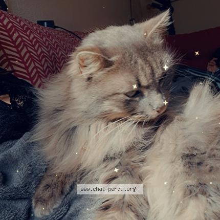 Foto 1/1 Minouche Chat perdido en Brens