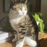 Foto del gato perdido en Les Trois Moutiers