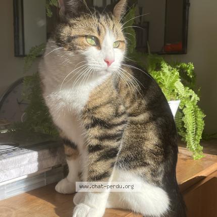 Foto 1/1 Voilou Chat perdido en Les trois moutiers