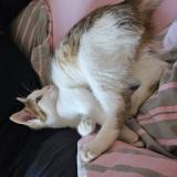 Foto de gato encontrado en Beard Geovreissiat