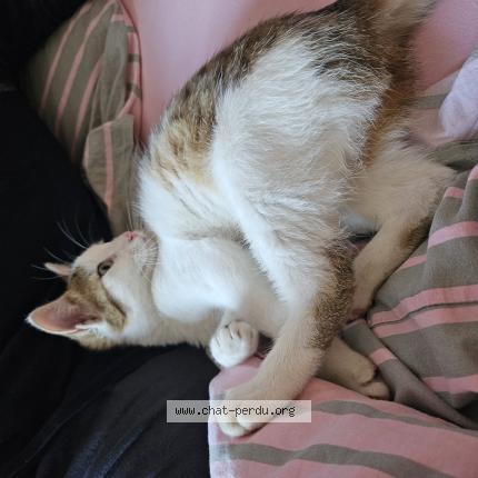 Foto 1/1 Gato encontrado Encontrado en Beard geovreissiat