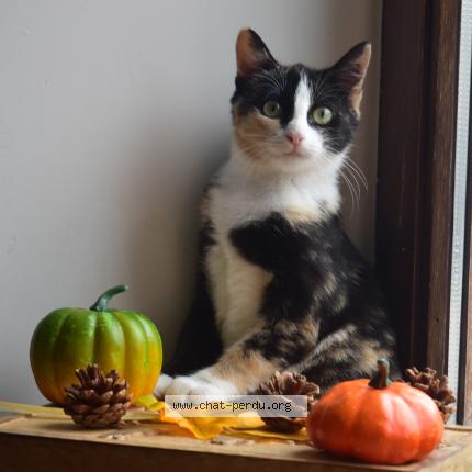 Foto 1/1 Nova Chat perdido en Anthisnes